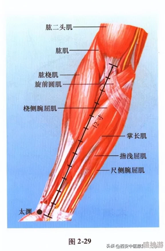 年轻继拇是免费的吗中文？最新动态：关于年轻继拇的使用费用及相关政策更新，值得关注！